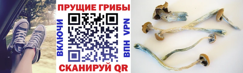 кракен зеркало Заводоуковск Галлюциногенные грибы Psilocybe